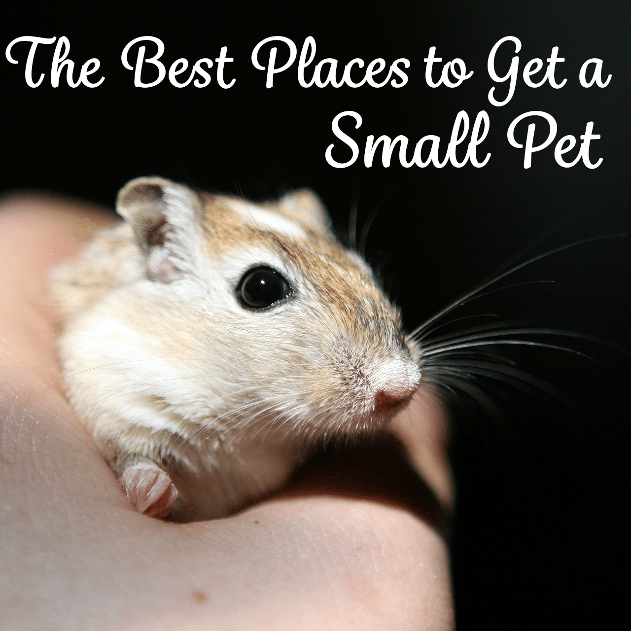 the best places to get a small pet