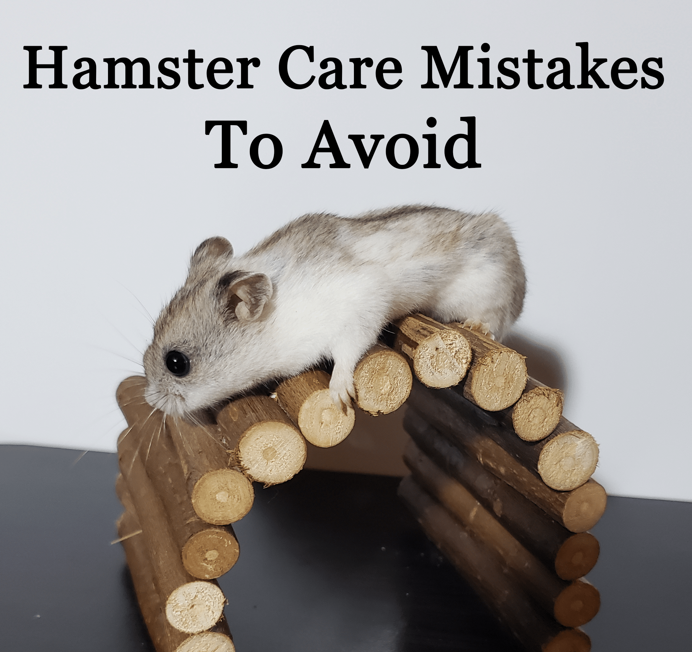Hamster Care Mistakes to Avoid