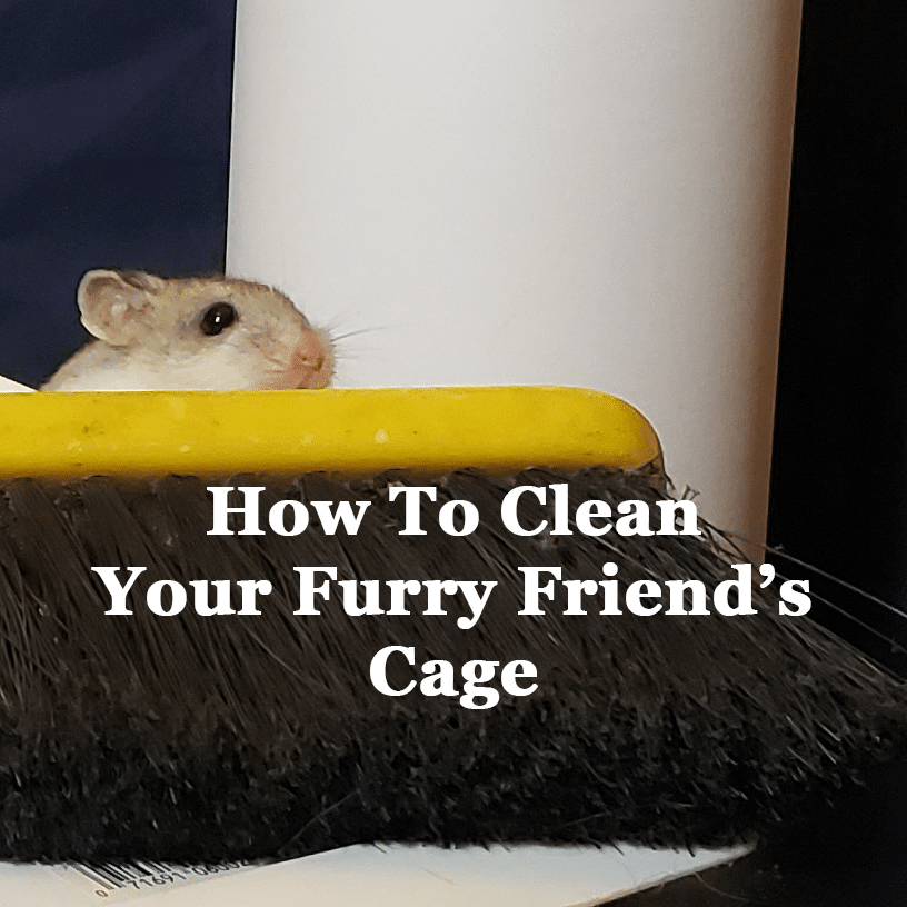 How To Clean Your Furry Friend's Cage