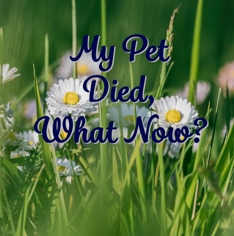 Pet-Grief